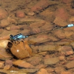 Ischnura heterosticta (Common Bluetail Damselfly) at Mulligans Flat - 14 Feb 2020 by JohnBundock