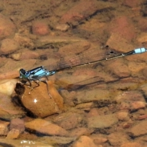 Ischnura heterosticta at Amaroo, ACT - 14 Feb 2020