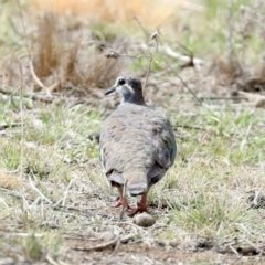 Phaps chalcoptera (Common Bronzewing) at Majura, ACT - 13 Feb 2020 by jbromilow50