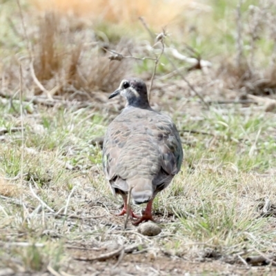 Phaps chalcoptera (Common Bronzewing) at Majura, ACT - 13 Feb 2020 by jbromilow50