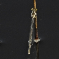 Ischnura heterosticta (Common Bluetail Damselfly) at Amaroo, ACT - 14 Feb 2020 by JohnBundock