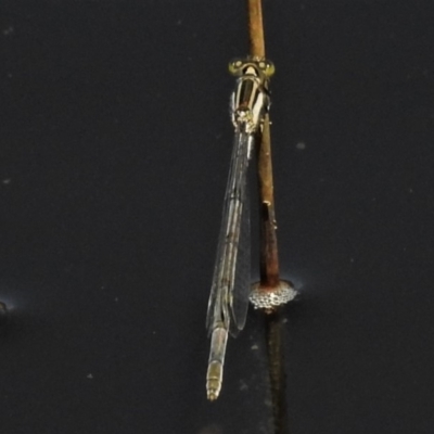 Ischnura heterosticta (Common Bluetail Damselfly) at Mulligans Flat - 14 Feb 2020 by JohnBundock