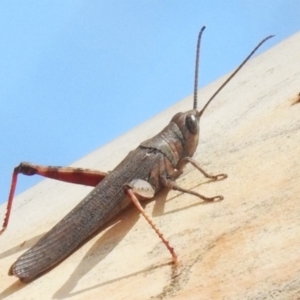 Pardillana limbata at Amaroo, ACT - 14 Feb 2020