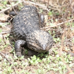 Tiliqua rugosa (Shingleback Lizard) at Majura, ACT - 14 Feb 2020 by jb2602