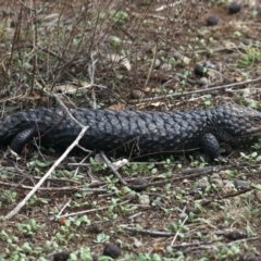 Tiliqua rugosa at Majura, ACT - 14 Feb 2020