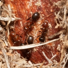 Papyrius nitidus (Shining Coconut Ant) at Symonston, ACT - 14 Feb 2020 by rawshorty