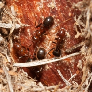 Papyrius nitidus at Symonston, ACT - suppressed