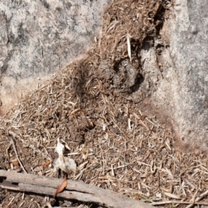 Papyrius nitidus at Symonston, ACT - suppressed