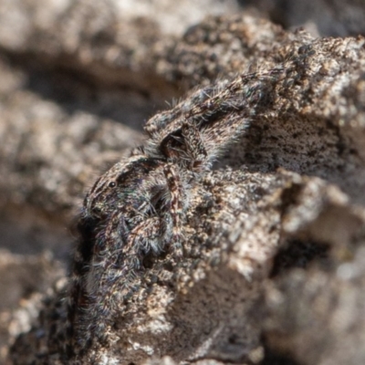 Clynotis severus (Stern Jumping Spider) at Callum Brae - 14 Feb 2020 by rawshorty