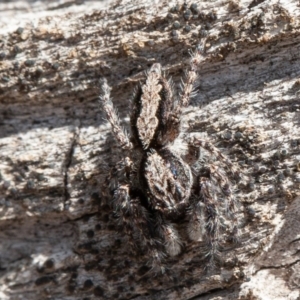 Clynotis severus at Symonston, ACT - 14 Feb 2020 11:27 AM