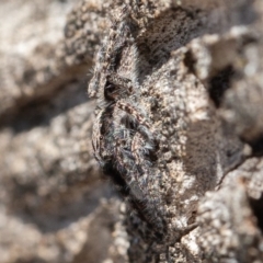 Clynotis severus at Symonston, ACT - 14 Feb 2020 11:27 AM