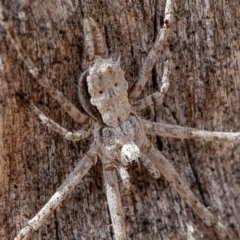 Tamopsis sp. (genus) (Two-tailed spider) at Symonston, ACT - 14 Feb 2020 by rawshorty