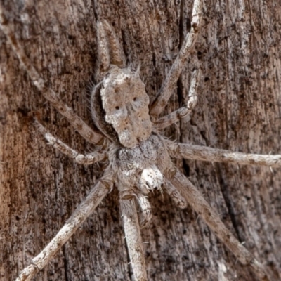 Tamopsis sp. (genus) (Two-tailed spider) at Callum Brae - 14 Feb 2020 by rawshorty