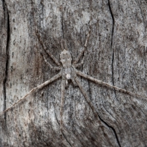 Tamopsis sp. (genus) at Symonston, ACT - 14 Feb 2020