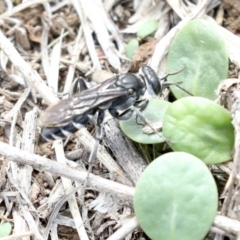 Tachysphex sp. (genus) (Unidentified Tachysphex sand wasp) at Majura, ACT - 14 Feb 2020 by jb2602