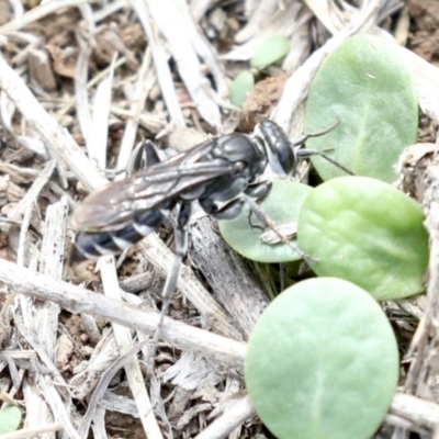 Tachysphex sp. (genus) (Unidentified Tachysphex sand wasp) at Majura, ACT - 14 Feb 2020 by jb2602