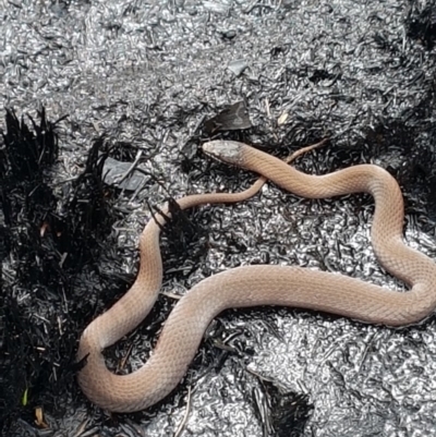 Drysdalia coronoides (White-lipped Snake) at Namadgi National Park - 14 Feb 2020 by nath_kay