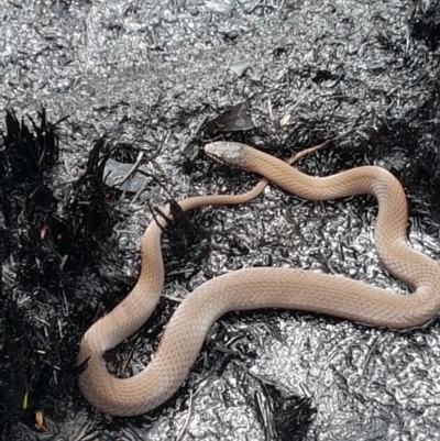 Drysdalia coronoides (White-lipped Snake) at Cotter River, ACT - 14 Feb 2020 by nathkay