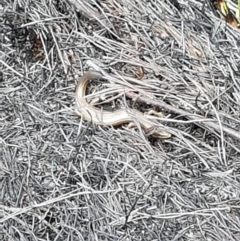 Pseudemoia sp (genus) (A skink) at Cotter River, ACT - 14 Feb 2020 by nathkay