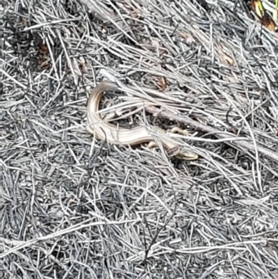 Pseudemoia sp (genus) (A skink) at Namadgi National Park - 14 Feb 2020 by nath_kay