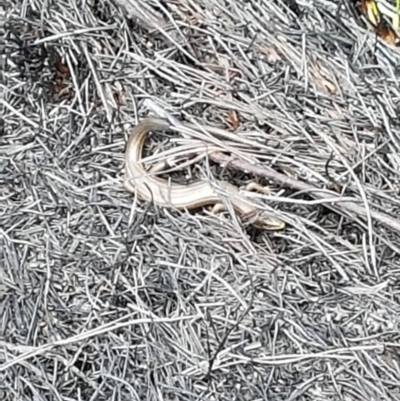 Pseudemoia sp (genus) (A skink) at Cotter River, ACT - 14 Feb 2020 by nath_kay