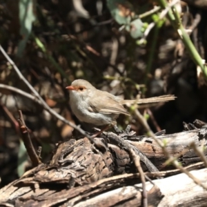 Malurus cyaneus at Majura, ACT - 14 Feb 2020