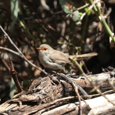 Malurus cyaneus (Superb Fairywren) at Majura, ACT - 14 Feb 2020 by jb2602