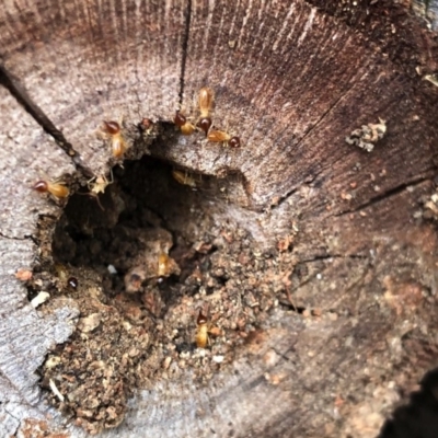 Nasutitermes exitiosus (Snouted termite, Gluegun termite) at Aranda, ACT - 15 Feb 2020 by KMcCue