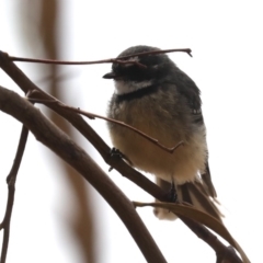 Rhipidura albiscapa (Grey Fantail) at Majura, ACT - 14 Feb 2020 by jb2602