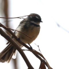 Rhipidura albiscapa at Majura, ACT - 14 Feb 2020