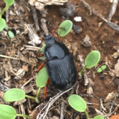 Anomalomorpha anthracina (Yellow-legged pasture scarab) at Majura, ACT - 13 Feb 2020 by jbromilow50