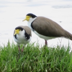 Vanellus miles (Masked Lapwing) at Dunlop, ACT - 15 Feb 2020 by Christine
