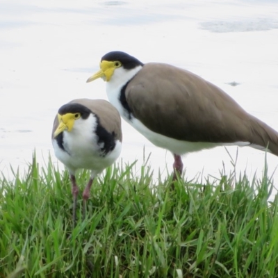 Vanellus miles (Masked Lapwing) at West Belconnen Pond - 15 Feb 2020 by Christine