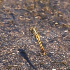 Diplacodes bipunctata (Wandering Percher) at Mount Ainslie - 14 Feb 2020 by jb2602