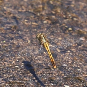 Diplacodes bipunctata at Mount Ainslie - 14 Feb 2020