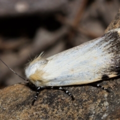 Unnamed genus and species (A Timber moth (subfamily Xyloryctidae)) at Black Mountain - 9 Nov 2017 by Thommo17