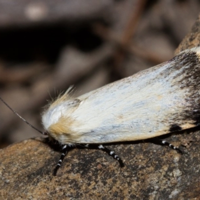 Unnamed genus and species (A Timber moth (subfamily Xyloryctidae)) at Black Mountain - 9 Nov 2017 by Thommo17