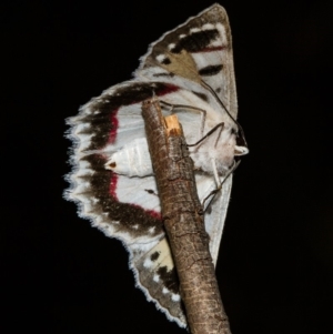 Crypsiphona ocultaria at Hackett, ACT - 9 Nov 2017