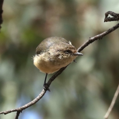 Acanthiza reguloides (Buff-rumped Thornbill) at Mount Ainslie - 14 Feb 2020 by jb2602