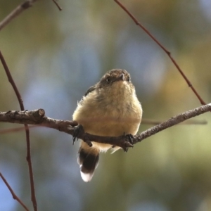 Acanthiza reguloides at Majura, ACT - 14 Feb 2020