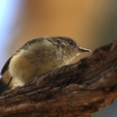 Acanthiza reguloides at Majura, ACT - 14 Feb 2020