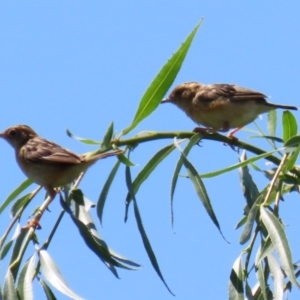 Cisticola exilis at Fyshwick, ACT - 14 Feb 2020