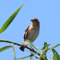 Cisticola exilis at Fyshwick, ACT - 14 Feb 2020 01:49 PM