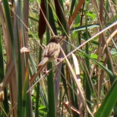 Cisticola exilis at Fyshwick, ACT - 14 Feb 2020 01:49 PM