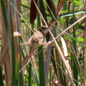 Cisticola exilis at Fyshwick, ACT - 14 Feb 2020 01:49 PM