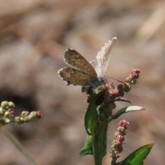 Theclinesthes serpentata (Saltbush Blue) at Fyshwick, ACT - 14 Feb 2020 by RodDeb