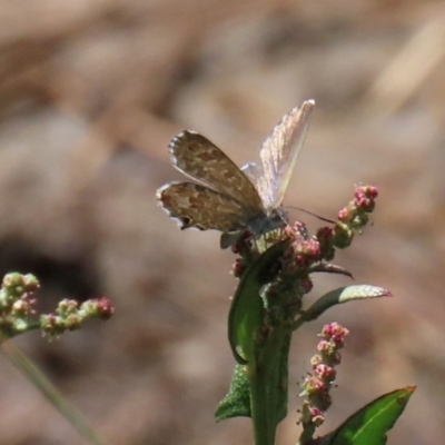 Theclinesthes serpentata (Saltbush Blue) at Jerrabomberra Wetlands - 14 Feb 2020 by RodDeb