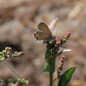 Theclinesthes serpentata at Fyshwick, ACT - 14 Feb 2020 12:48 PM