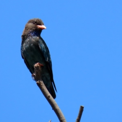 Eurystomus orientalis (Dollarbird) at Jerrabomberra Wetlands - 14 Feb 2020 by RodDeb