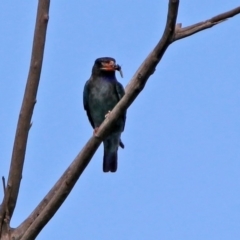 Eurystomus orientalis at Fyshwick, ACT - 14 Feb 2020